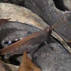 Cirphula pyrrhocnemis (Variable Cirphula) at Numeralla, NSW - 31 Dec 2023 by SteveBorkowskis