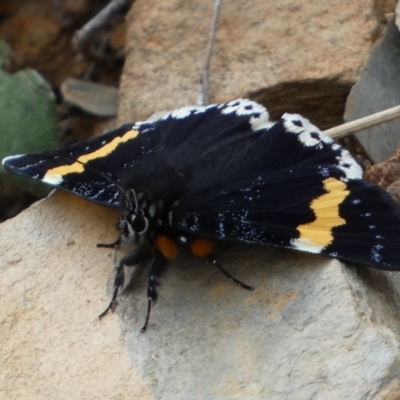 Eutrichopidia latinus (Yellow-banded Day-moth) at Numeralla, NSW - 31 Dec 2023 by SteveBorkowskis