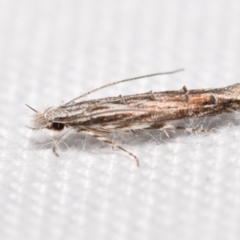 Leptozestis and Trachydora (genera) (A cosmet moth) at QPRC LGA - 31 Dec 2023 by DianneClarke