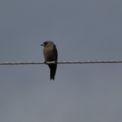 Artamus cyanopterus (Dusky Woodswallow) at Numeralla, NSW - 30 Dec 2023 by SteveBorkowskis