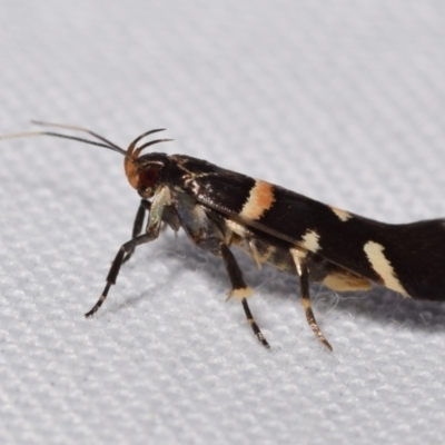 Macrobathra harmostis (a Cosmopterigid moth) at QPRC LGA - 31 Dec 2023 by DianneClarke