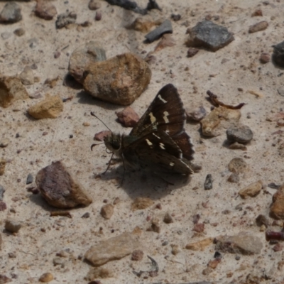 Pasma tasmanica (Two-spotted Grass-skipper) at Countegany, NSW - 31 Dec 2023 by SteveBorkowskis