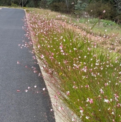 Oenothera lindheimeri (Clockweed) at QPRC LGA - 31 Dec 2023 by SteveBorkowskis