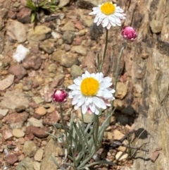 Leucochrysum albicans subsp. tricolor (Hoary Sunray) at Numeralla, NSW - 31 Dec 2023 by SteveBorkowskis