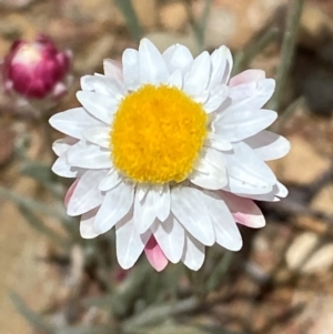 Leucochrysum albicans subsp. tricolor at Numeralla, NSW - 31 Dec 2023