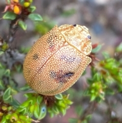 Paropsis atomaria (Eucalyptus leaf beetle) at Numeralla, NSW - 31 Dec 2023 by SteveBorkowskis