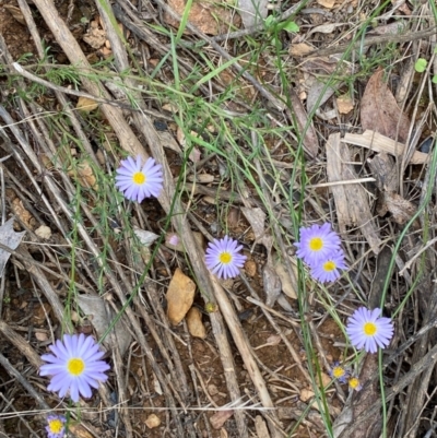 Brachyscome rigidula (Hairy Cut-leaf Daisy) at Numeralla, NSW - 31 Dec 2023 by SteveBorkowskis