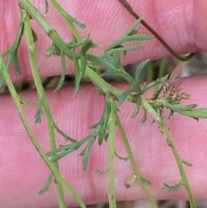 Brachyscome rigidula at Numeralla, NSW - 31 Dec 2023