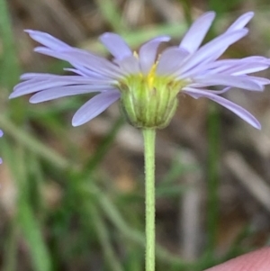 Brachyscome rigidula at Numeralla, NSW - 31 Dec 2023