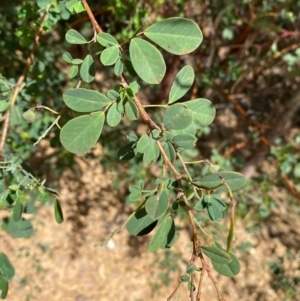 Goodia lotifolia at Numeralla, NSW - 31 Dec 2023 12:05 PM