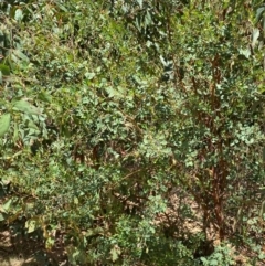 Goodia lotifolia at Numeralla, NSW - 31 Dec 2023 12:05 PM