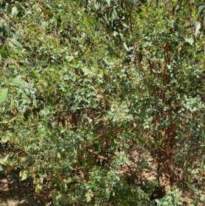 Goodia lotifolia at Numeralla, NSW - 31 Dec 2023 12:05 PM