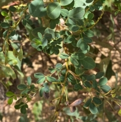 Goodia lotifolia at Numeralla, NSW - 31 Dec 2023 12:05 PM