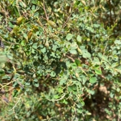 Goodia lotifolia at Numeralla, NSW - 31 Dec 2023 12:05 PM