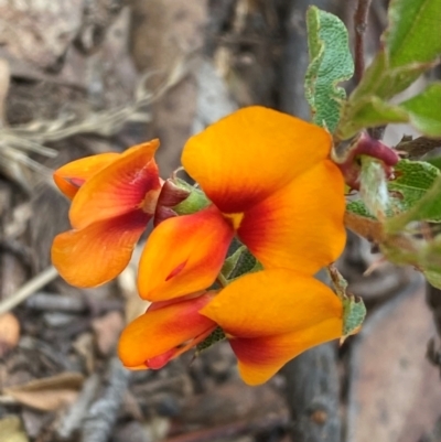 Podolobium alpestre (Shaggy Alpine Pea) at Numeralla, NSW - 31 Dec 2023 by SteveBorkowskis