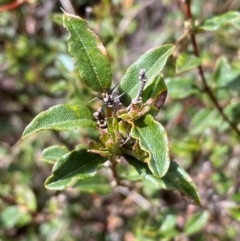 Podolobium alpestre at Numeralla, NSW - 31 Dec 2023