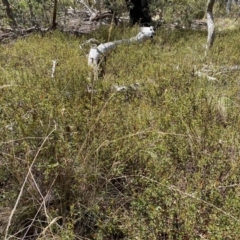 Podolobium alpestre at Numeralla, NSW - 31 Dec 2023