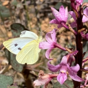 Pieris rapae at Numeralla, NSW - 31 Dec 2023