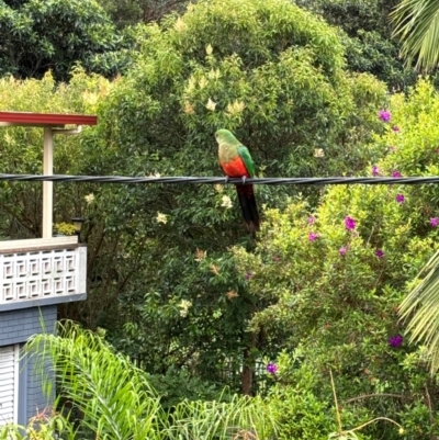 Alisterus scapularis (Australian King-Parrot) at Tarrawanna, NSW - 24 Dec 2023 by Choyster
