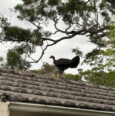 Alectura lathami (Australian Brush-turkey) at Mosman, NSW - 31 Dec 2023 by Choyster