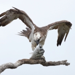 Pandion haliaetus (Osprey) at Cleveland, QLD - 22 Nov 2023 by TimL