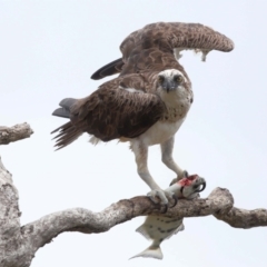 Pandion haliaetus (Osprey) at Cleveland, QLD - 22 Nov 2023 by TimL