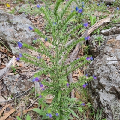 Echium vulgare (Vipers Bugloss) at Mount Mugga Mugga - 1 Jan 2024 by Mike