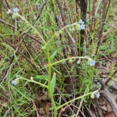 Cynoglossum australe (Australian Forget-me-not) at Mount Mugga Mugga - 1 Jan 2024 by Mike