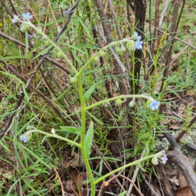 Cynoglossum australe (Australian Forget-me-not) at Mount Mugga Mugga - 31 Dec 2023 by Mike