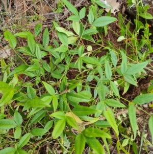 Nandina domestica at Mount Mugga Mugga - 1 Jan 2024