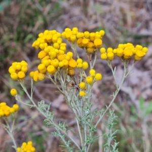 Chrysocephalum semipapposum at Mount Mugga Mugga - 1 Jan 2024