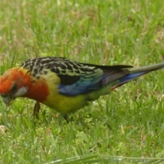 Platycercus eximius (Eastern Rosella) at Wingecarribee Local Government Area - 30 Dec 2023 by Curiosity