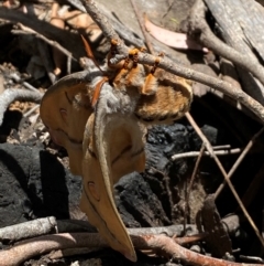 Opodiphthera helena (Helena Gum Moth) at Tharwa, ACT - 23 Dec 2023 by AdamHenderson