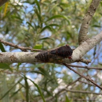 Psaltoda claripennis (Clanger) at Hatton Vale, QLD - 31 Dec 2023 by simonstratford