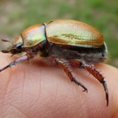 Anoplognathus suturalis (Centreline Christmas beetle) at Mongarlowe River - 31 Dec 2023 by arjay