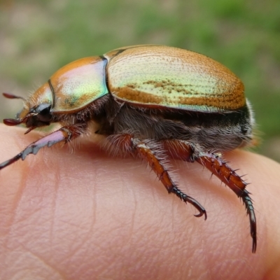 Anoplognathus suturalis (Centreline Christmas beetle) at Mongarlowe River - 31 Dec 2023 by arjay