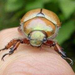 Anoplognathus suturalis at QPRC LGA - suppressed