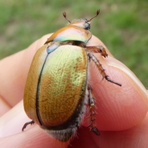 Anoplognathus suturalis at QPRC LGA - 31 Dec 2023