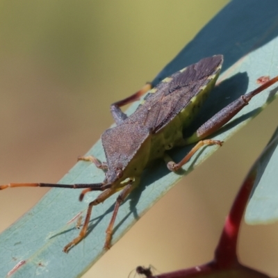 Amorbus alternatus (Eucalyptus Tip Bug) at Albury - 29 Dec 2023 by KylieWaldon