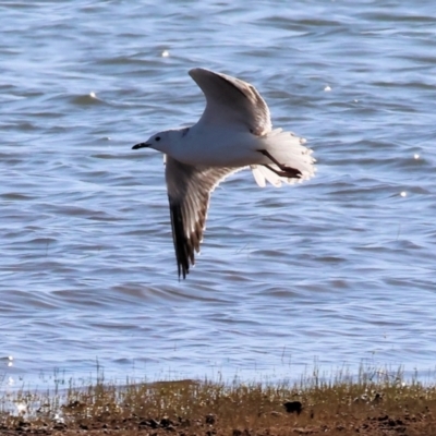 Chroicocephalus novaehollandiae (Silver Gull) at Albury - 29 Dec 2023 by KylieWaldon