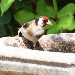 Carduelis carduelis (European Goldfinch) at Wodonga - 29 Dec 2023 by KylieWaldon