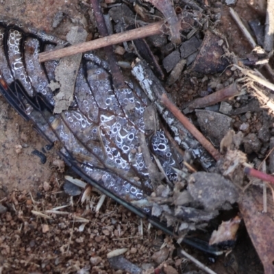 Psaltoda moerens (Redeye cicada) at WREN Reserves - 27 Dec 2023 by KylieWaldon