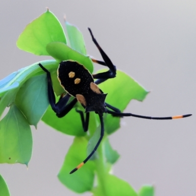 Mictis profana (Crusader Bug) at WREN Reserves - 27 Dec 2023 by KylieWaldon