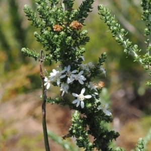 Olearia algida at Namadgi National Park - 18 Dec 2023