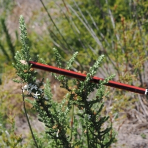 Olearia algida at Namadgi National Park - 18 Dec 2023