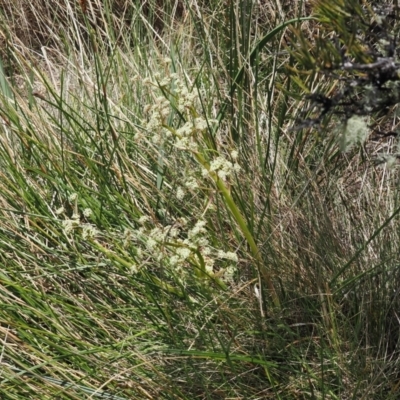 Aciphylla simplicifolia (Mountain Aciphyll) at Cotter River, ACT - 18 Dec 2023 by RAllen