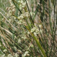 Aciphylla simplicifolia at Namadgi National Park - 18 Dec 2023