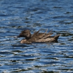 Stictonetta naevosa (Freckled Duck) at West Belconnen Pond - 31 Dec 2023 by Caric