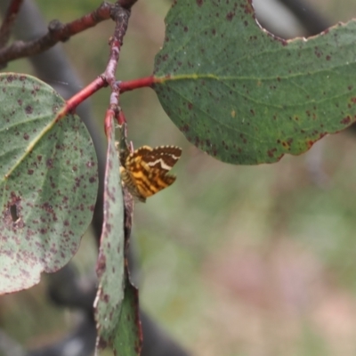 Chrysolarentia chrysocyma (Small Radiating Carpet) at Namadgi National Park - 18 Dec 2023 by RAllen