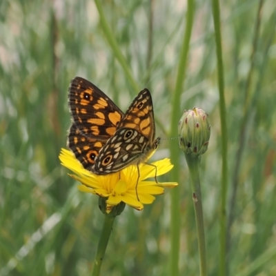 Oreixenica orichora (Spotted Alpine Xenica) at Namadgi National Park - 18 Dec 2023 by RAllen